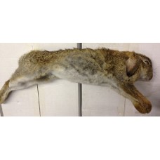Wild Rabbits - Small