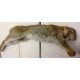 Wild Rabbits - Small