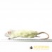 Small Rats - (90-150gm) - pack of 5