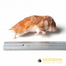 Hamster(Syrian) Large (50-170gm) -1kg pack
