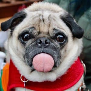 Homemade Raw Dog Treat Recipe Ideas