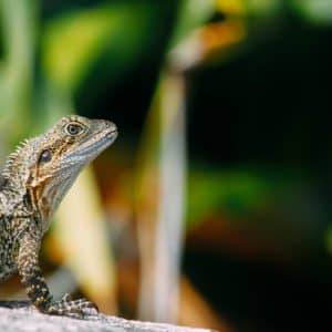 What is the Best Pet Reptile for Beginners?