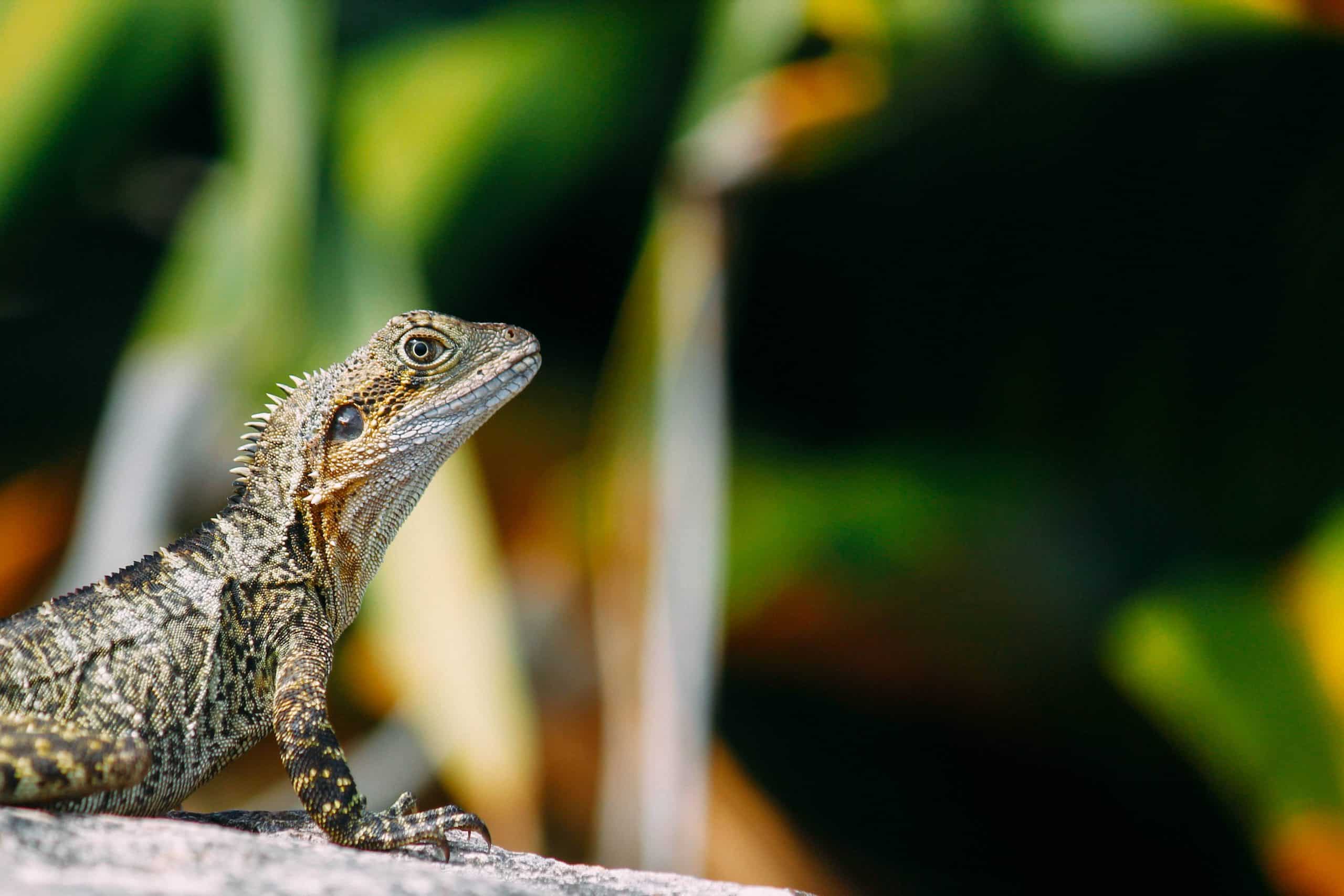 What is the Best Pet Reptile for Beginners?