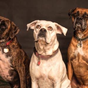 Tips to Switch Your Senior Dog to a Raw Diet