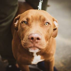 Feeding Your Dog Raw Food on a Budget