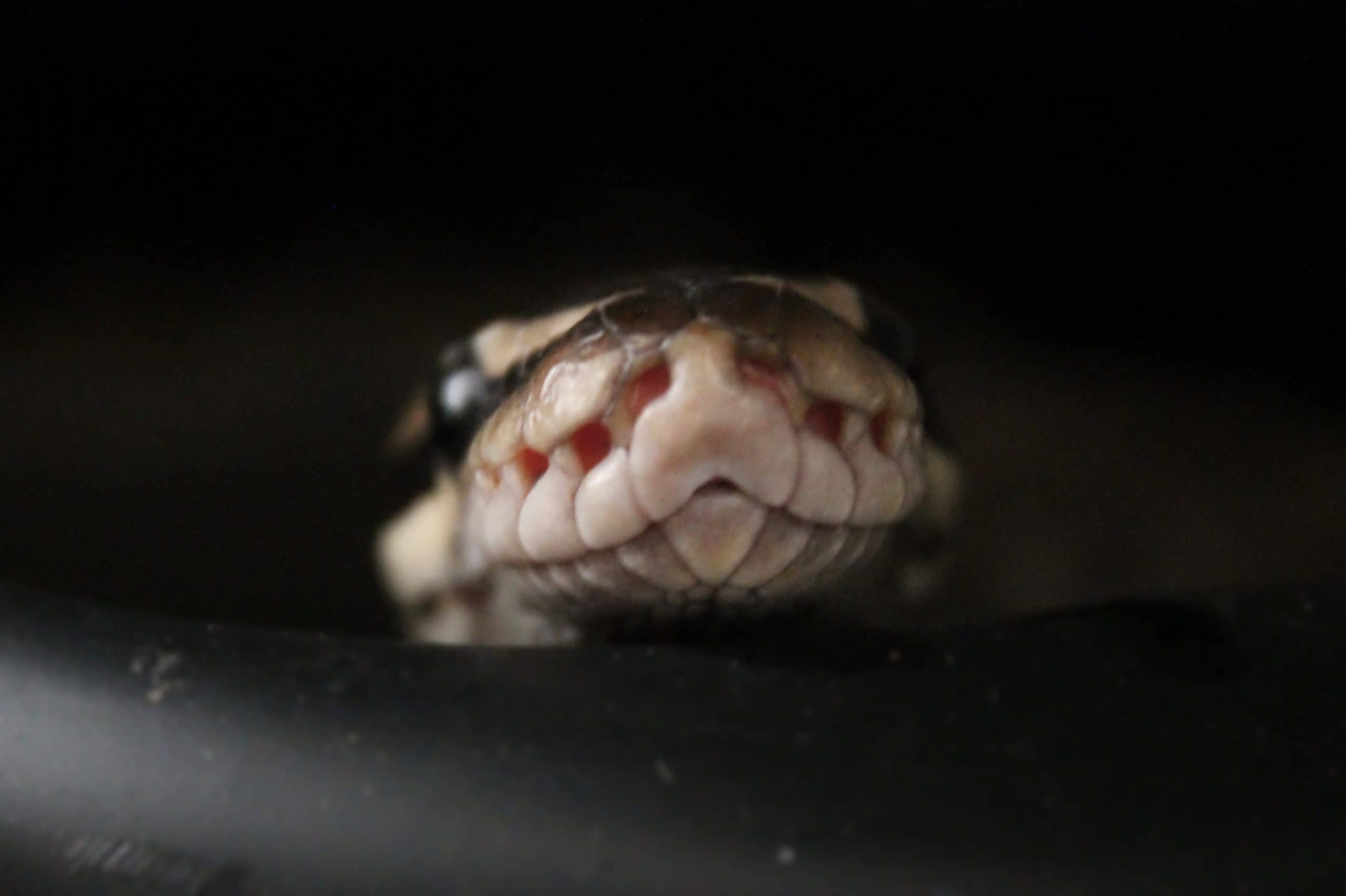 Picture Idea: Frozen Vs Live Prey What Should I Feed My Snake