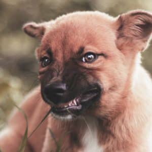 A Guide to Dog Growls & What They Mean