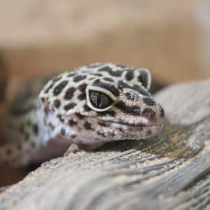 What Do Geckos Eat?