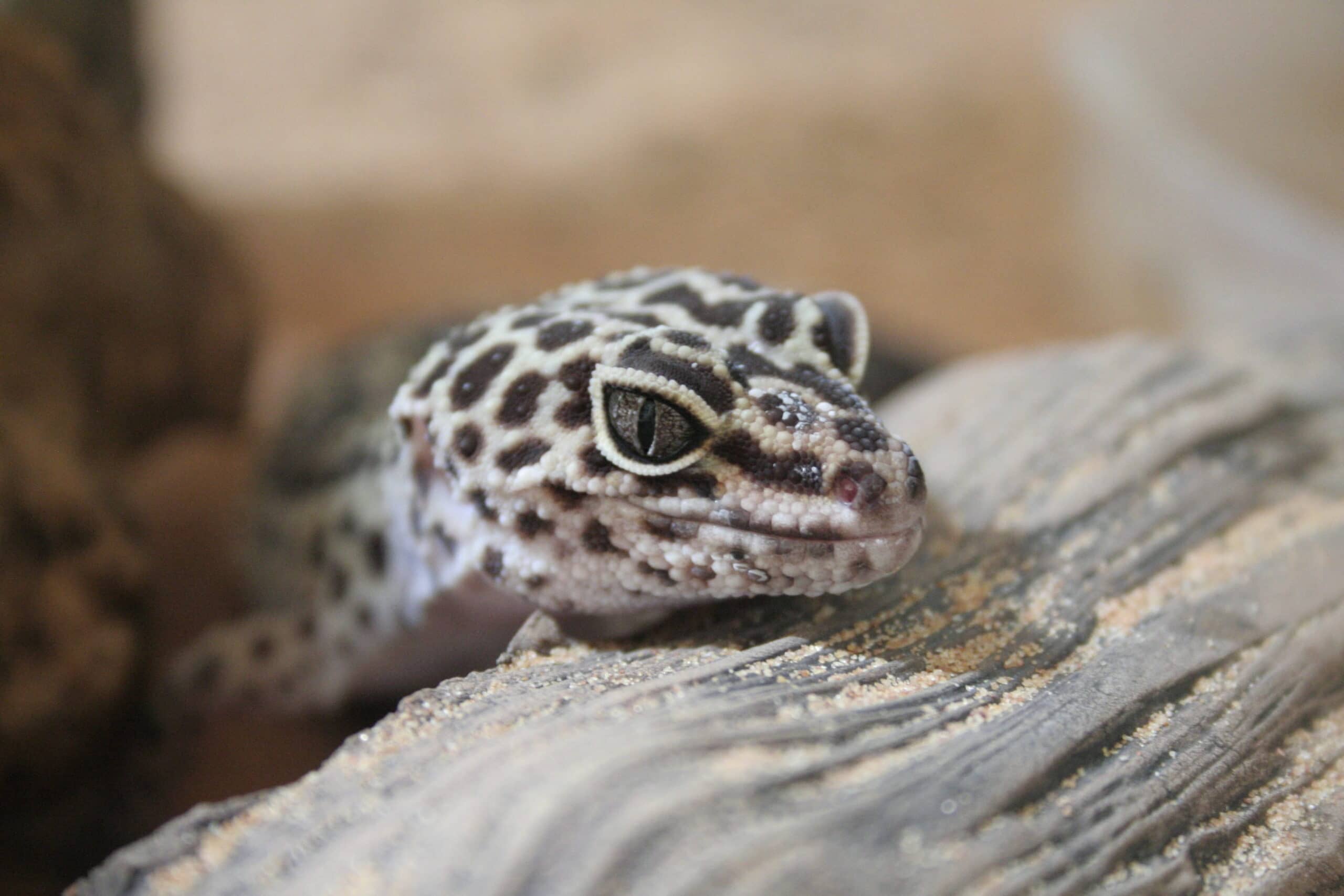 What Do Geckos Eat?