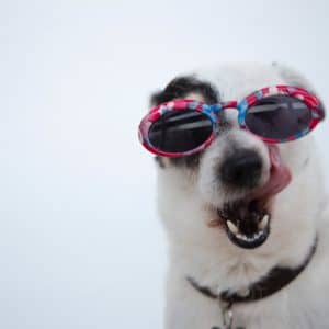 ​​Dos & Don’ts to Feeding Your Dog Fish