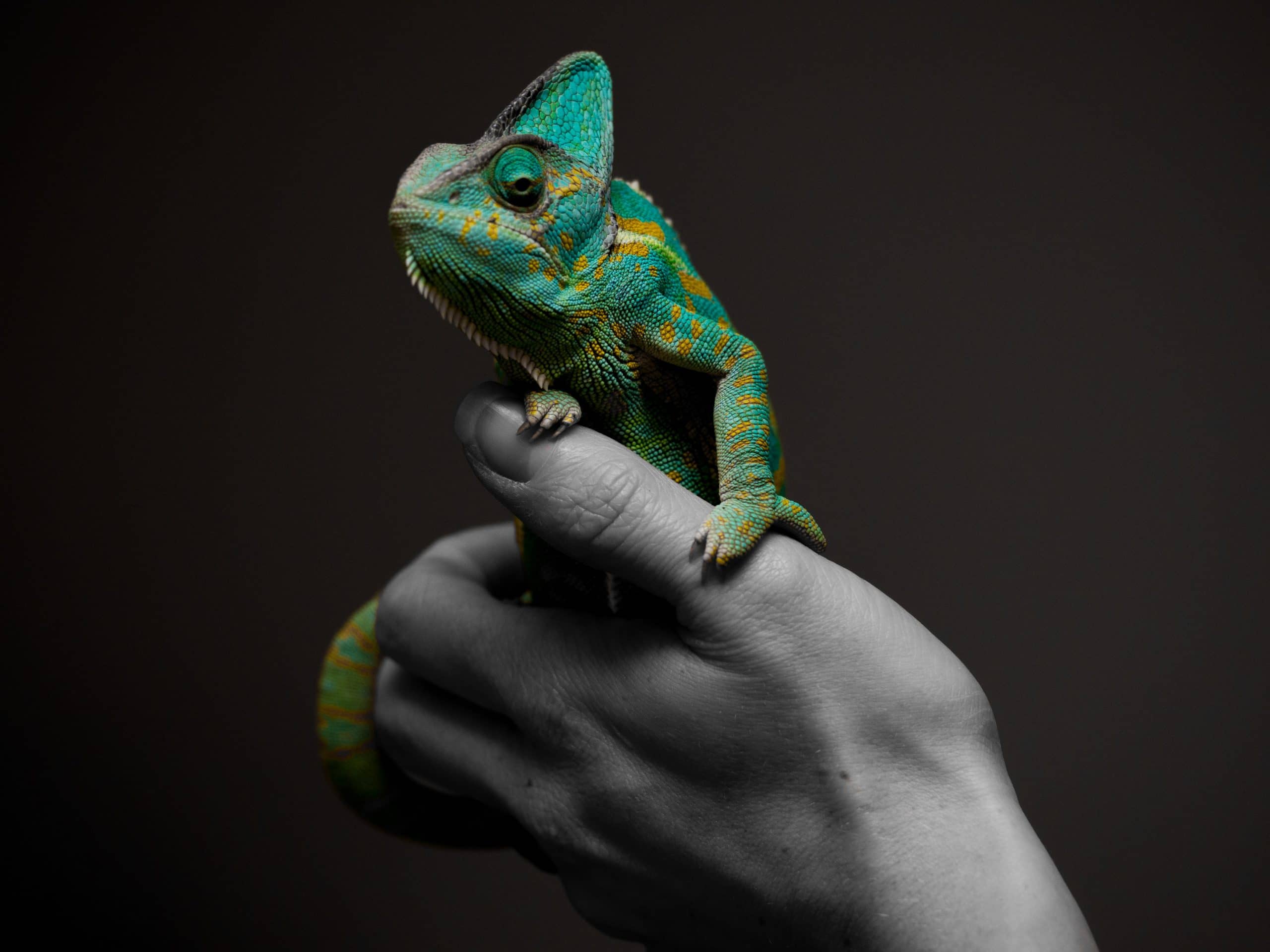 How to Look After a Chameleon
