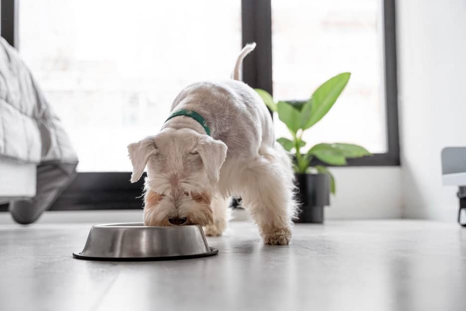 Is Raw Tripe Good for Dogs?