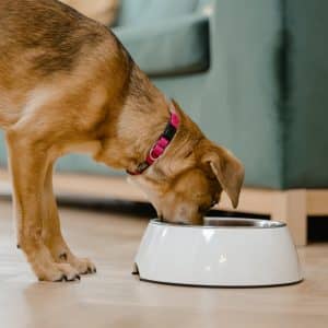 How Long Can Frozen Raw Dog Food Sit Out?