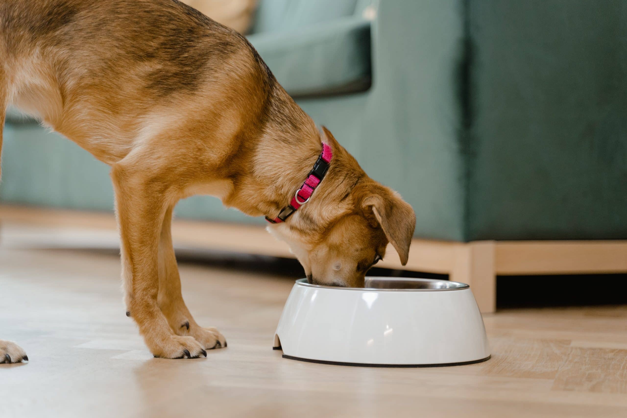 How Long Can Frozen Raw Dog Food Sit Out?