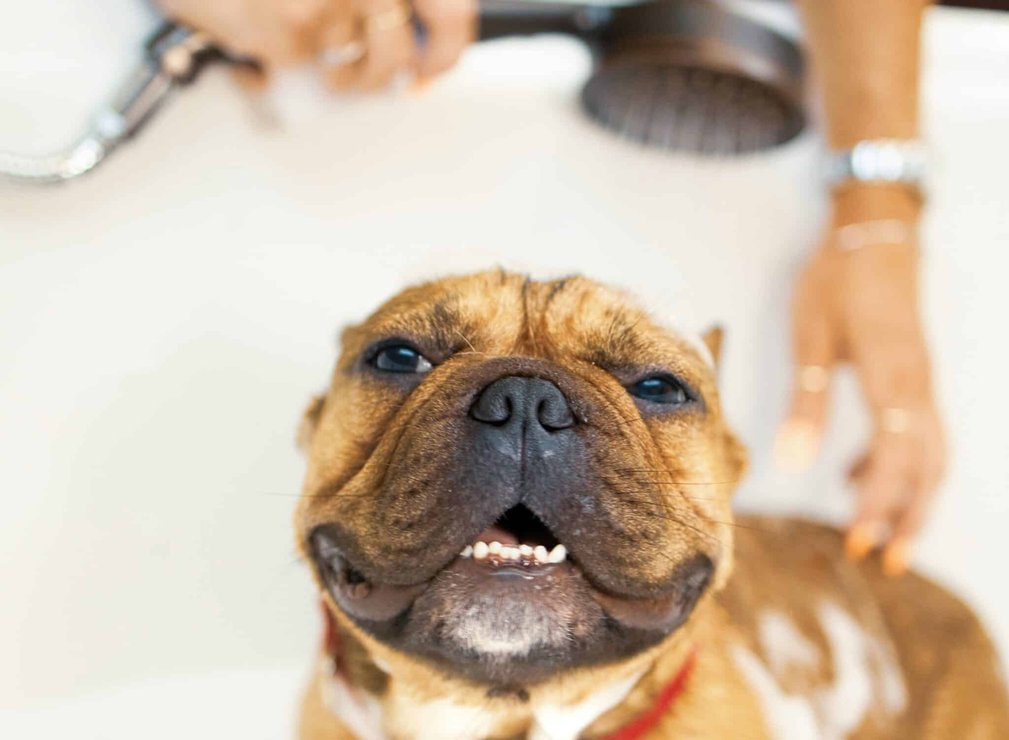 A Guide to Bathing Your Dog in Winter | January 2024