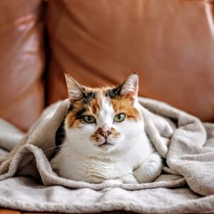 How to Keep Your Cat Warm This Winter 
