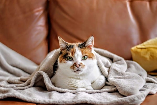 How to Keep Your Cat Warm This Winter 