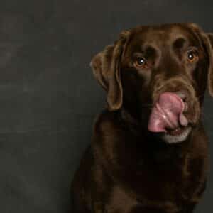What Age Can You Start Feeding Raw to Dogs? 