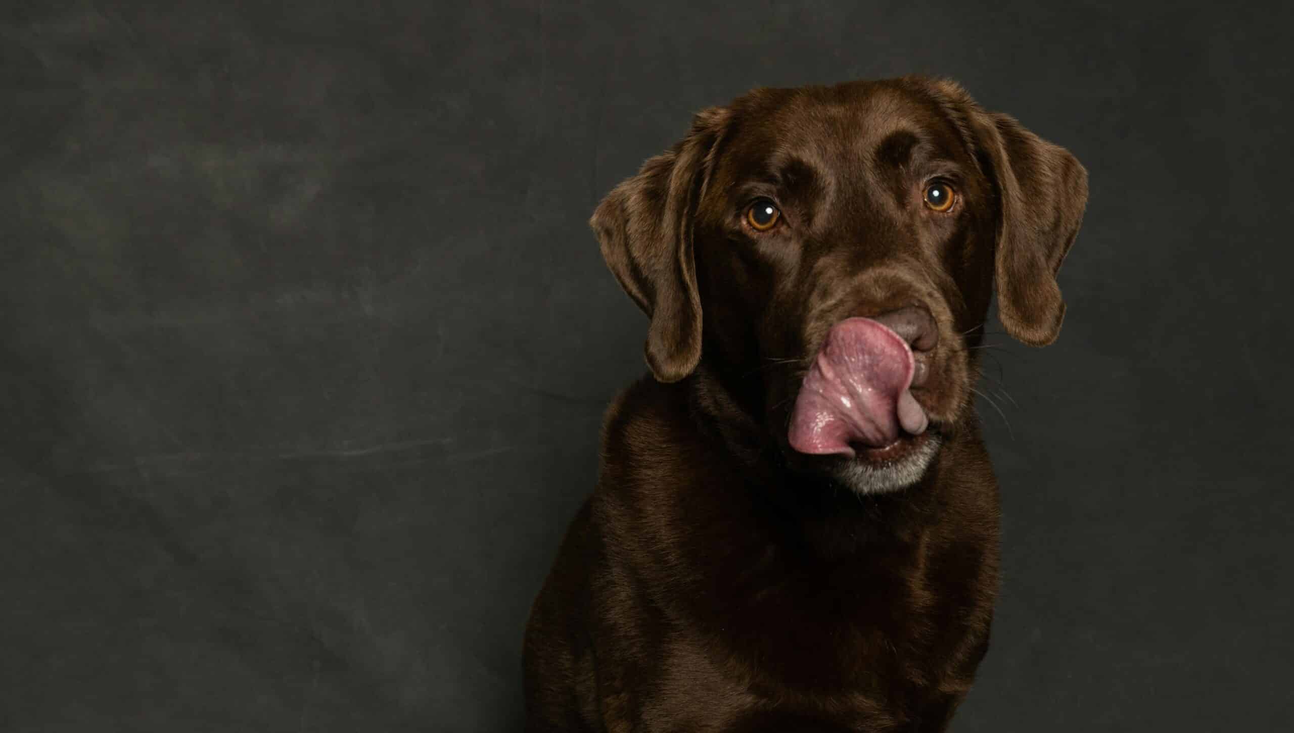 What Age Can You Start Feeding Raw to Dogs? 