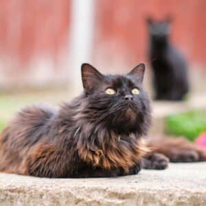 How Long Do Cats Shed in the Spring? 