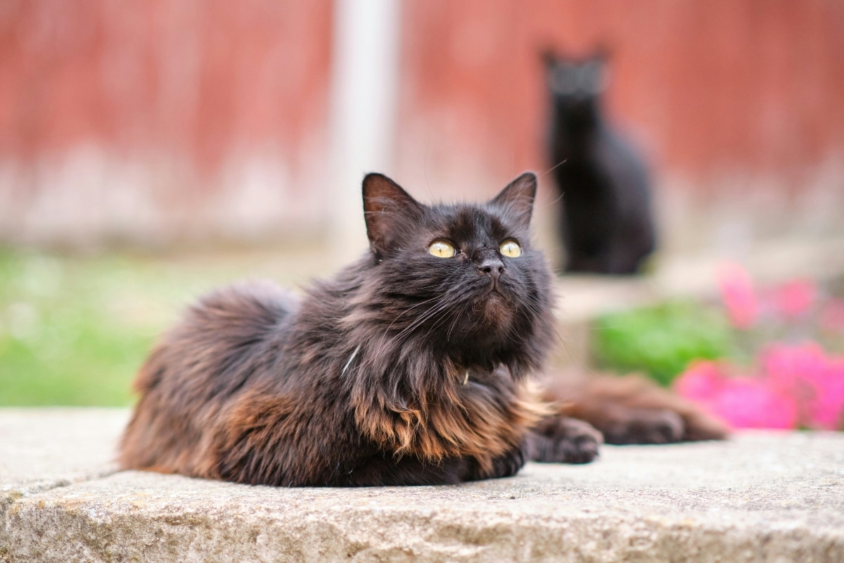 How Long Do Cats Shed in the Spring? 