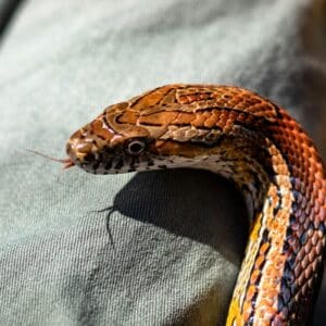 What Temperature Should Snakes Be Kept At?