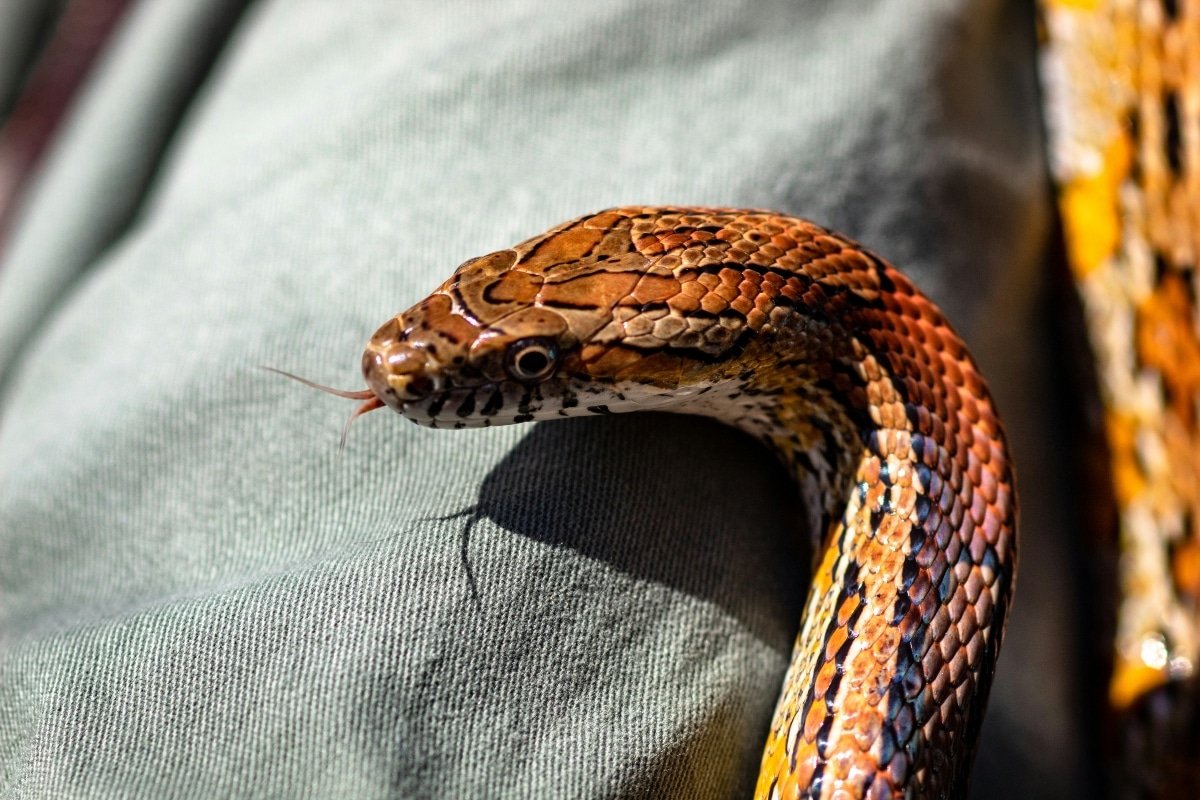 What Temperature Should Snakes Be Kept At?