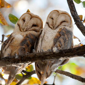 Love in the Air: Conditioning Birds of Prey for Breeding Season