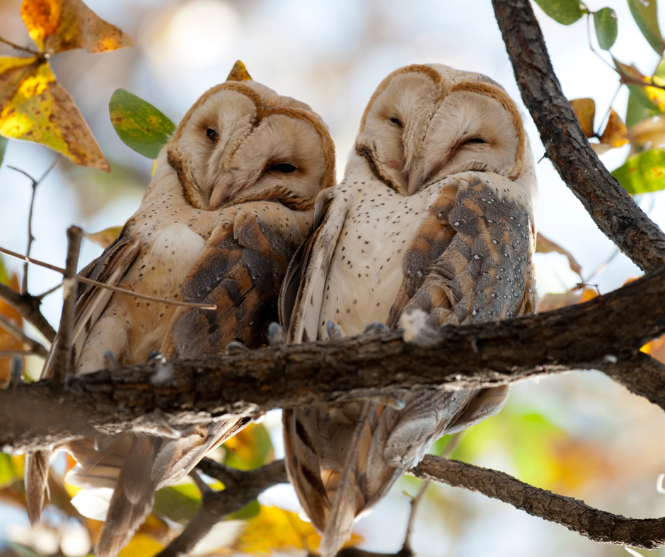 Love in the Air: Conditioning Birds of Prey for Breeding Season