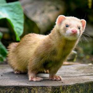 Raw Power: Why Ferrets Thrive on Whole Prey Diets