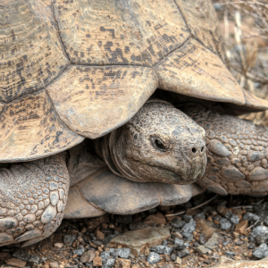 Getting Your Tortoise Eating After Hibernation 