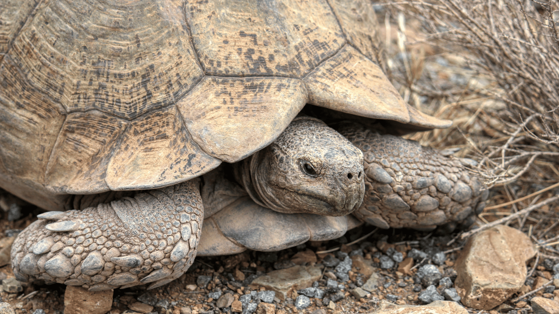 Getting Your Tortoise Eating After Hibernation 