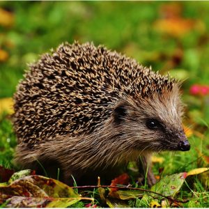 The Insectivore Diet: Feeding Tips for Hedgehogs and other Bug Eaters 