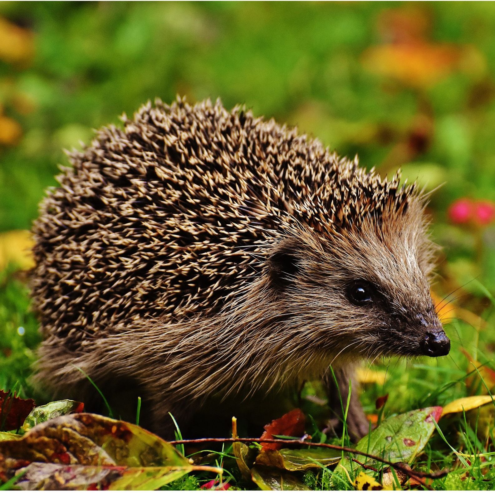 The Insectivore Diet: Feeding Tips for Hedgehogs and other Bug Eaters 