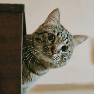 Beat The Heat: How Raw Feeding Keeps Your Cat Cool and Hydrated 