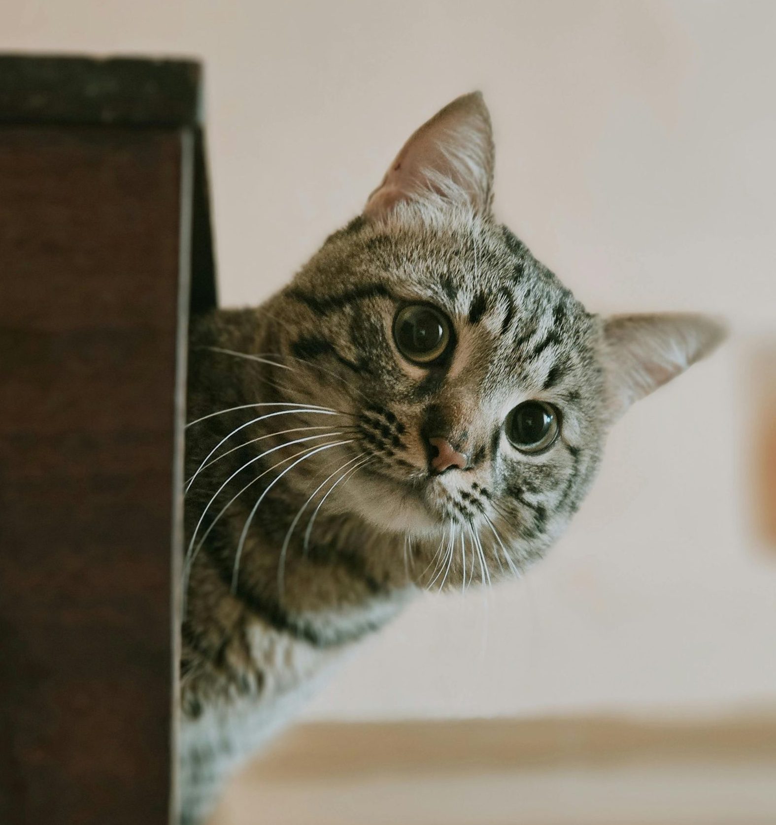 Beat The Heat: How Raw Feeding Keeps Your Cat Cool and Hydrated 