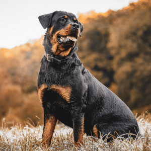 Feeding for the freeze – keeping your dog’s weight in check this season.