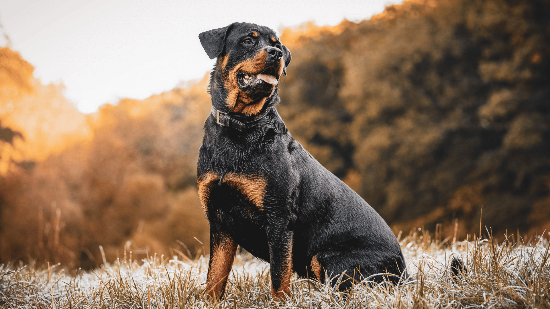Feeding for the freeze – keeping your dog’s weight in check this season.